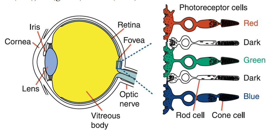 eye rods and cones diagram