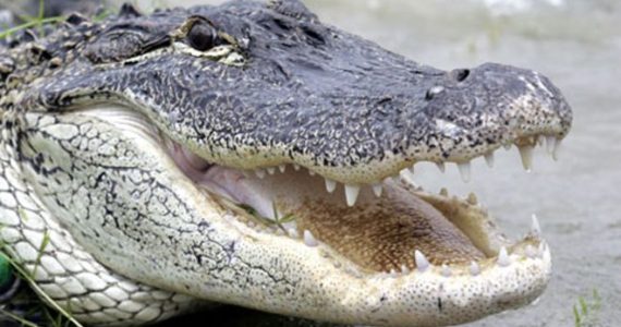 alligator_ap