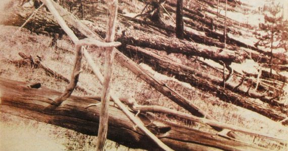 Kuliks 1929 expedition Tunguska_event_fallen_trees near Hushmo river credit wikimedia commons