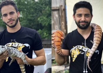 Tiki’s Geckos Actively Educate About Reptiles & Bring Them to Your Home: ‘Everyday We Wake Up, This Is What We Want to Do’